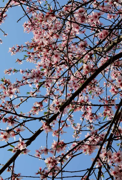 春に小さなピンクの花を咲かせる桃の木の枝 — ストック写真