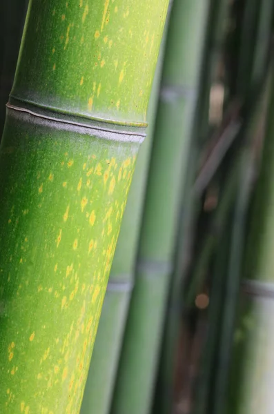 Detalj Grön Bambu Stam Asiatisk Skog Fotograferad Med Makro Lins — Stockfoto
