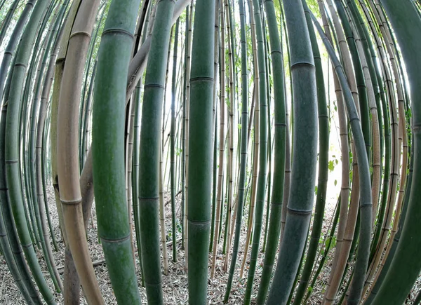 Бамбуковые Трости Азиатском Лесу Сфотографированы Объективом Рыбьего Глаза Который Создает — стоковое фото