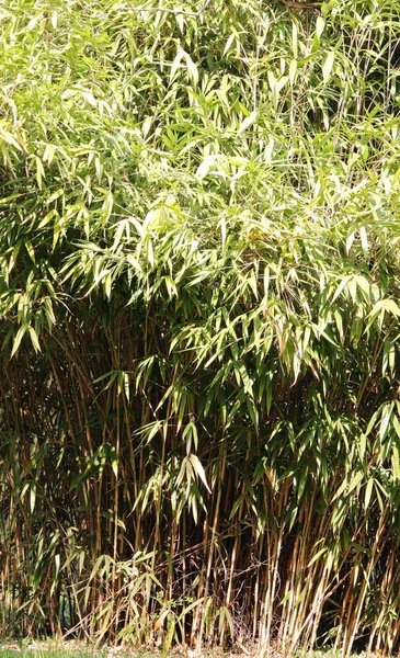 Asya ormanlarındaki panda diyetinin ana besin kaynağı olan bambu yaprakları