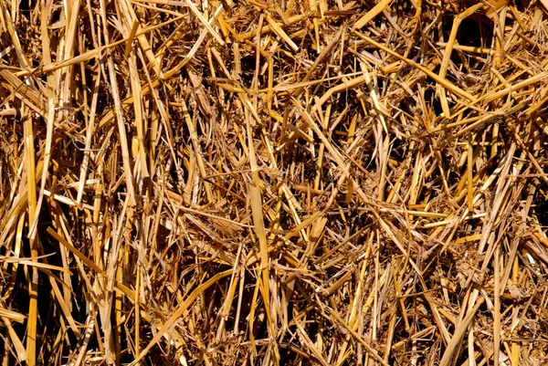 saman ve saman arka planı hayvan ahırında makro mercekle fotoğraflandı.