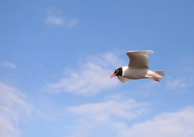 Yazın mavi gökyüzünde büyük siyah başlı bir martı