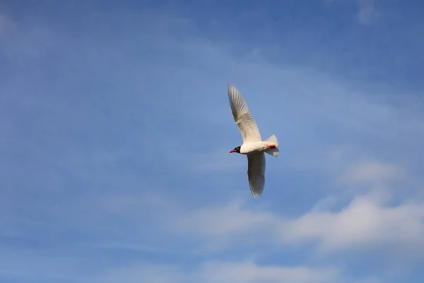 蓝天上的黑头海鸥象征着自由 — 图库照片
