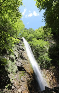 Bitkinin ortasındaki şelaleden temiz su fışkırıyor. Kirlenmemiş doğada insanlar olmadan.