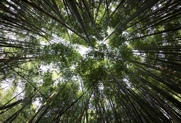 Dichtes Dickicht Aus Bambuspflanzen Mit Hohem Stamm Von Unten Gesehen — Stockfoto