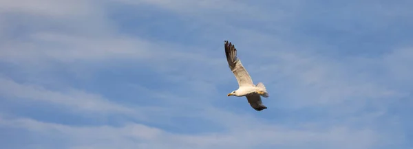 Weiße Möwe Fliegt Hoch Den Blauen Himmel Mit Weißen Wolken — Stockfoto