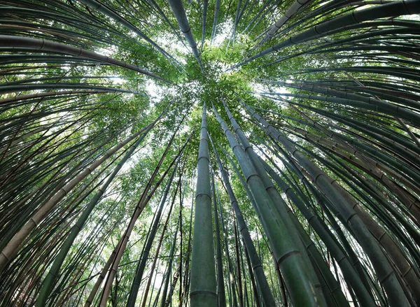Tät Asiatisk Skog Med Höga Bambukäppar Sett Underifrån Perspektiv — Stockfoto