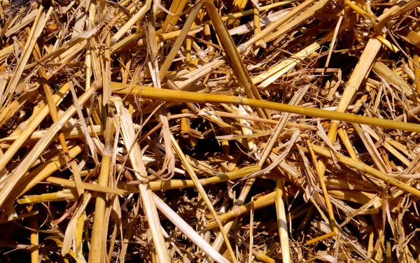 Background Yellow Dried Straw Hay Farm — Stock Photo, Image