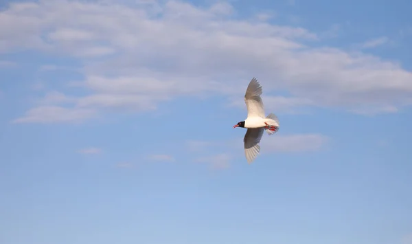 Gabbiano Dalla Testa Nera Sul Cielo Blu Estate — Foto Stock