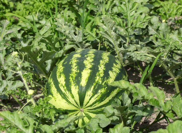 Grote Groene Hele Watermeloen Met Bladeren Het Veld — Stockfoto