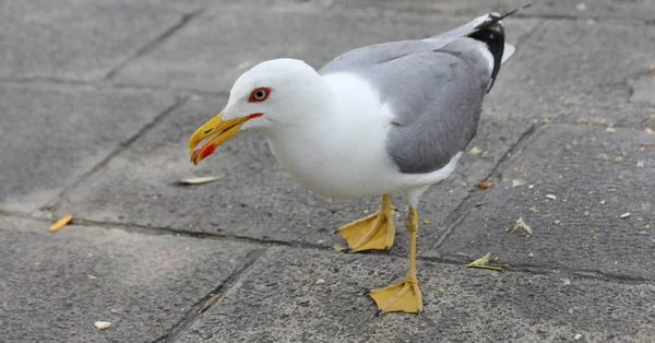 White Seagull Yellow Webbed Paws Venice — ストック写真