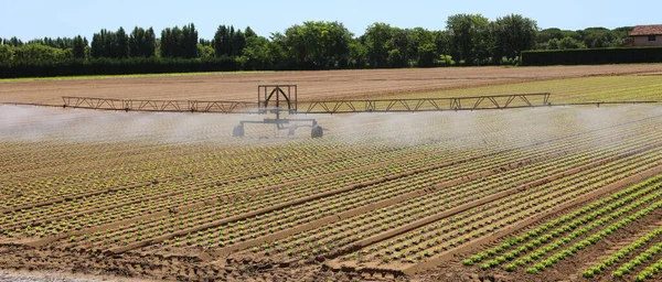暑い夏に砂土のある肥沃な畑で新鮮な緑のレタスを集中栽培する自動灌漑システム — ストック写真