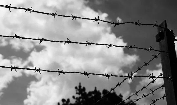 Barbed Wire Confine Edges Field Evasion Black White — ストック写真