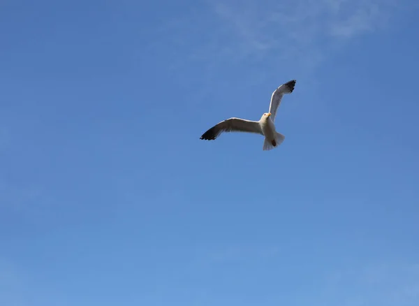 Grande Gabbiano Bianco Vola Alto Nel Cielo Blu Vicino Venezia — Foto Stock