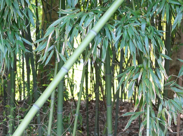 Bamboo Canes Leaves Which Favorite Element Panda — Stock Photo, Image