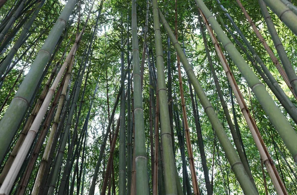 inside a forest of tall canes of bamboo plants with green leaves that are the favorite food of pandas