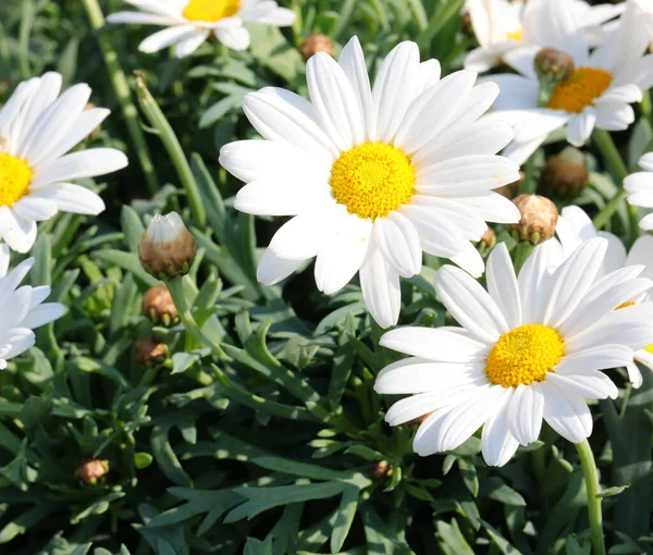 Many White Daisies Big Petals Spring — Stock Photo, Image