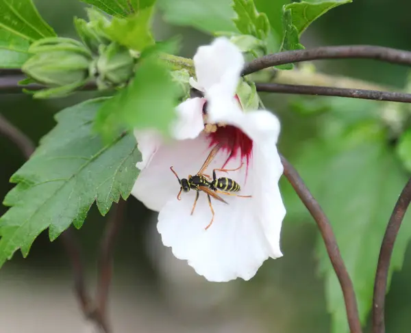 Grote Wesp Die Het Voorjaar Nectar Van Een Bloem Zuigt — Stockfoto