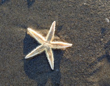 Sahildeki büyük beyaz deniz yıldızı.