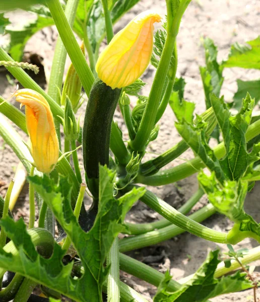 Green Zucchini Vegetable Garden Sandy Soil Blossoming Flowers — стоковое фото