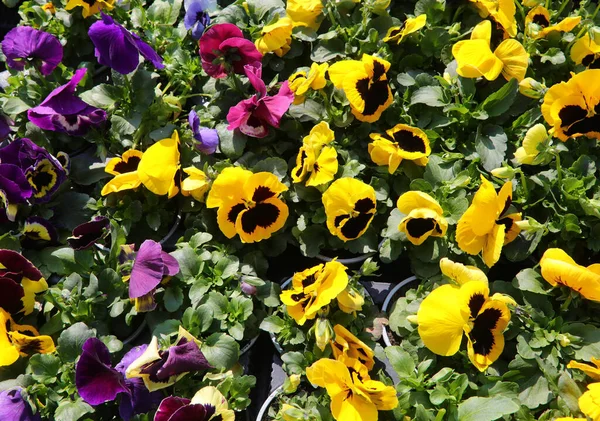 Háttér Virágzó Primrózsa Sok Szín Eladó Virágpiacon Tavasszal — Stock Fotó