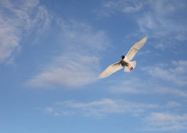 Siyah başlı martı da Croicocephalus ridibundu olarak bilinir.