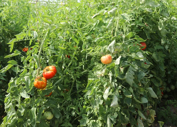 Cultivo Tomates Rojos Dentro Invernadero Con Temperatura Controlada Para Producción — Foto de Stock