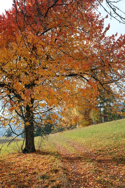 Stort Träd Med Höstens Färger Lövfällande Löv Utan Människor Hösten — Stockfoto