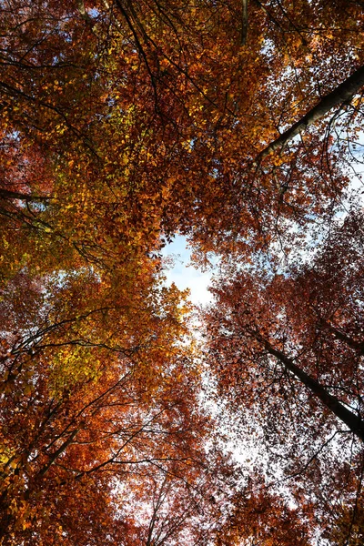 落葉樹の木々が生い茂り下から人が見えない鬱蒼とした森 — ストック写真
