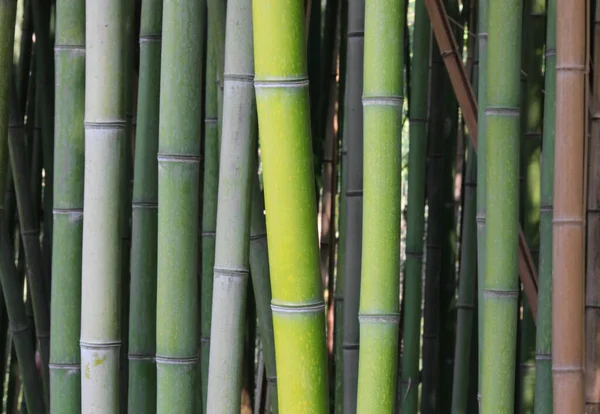 Många Stammar Grön Bambu Mycket Tjocka Vass Sommaren — Stockfoto