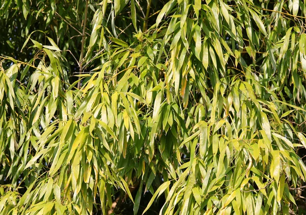 Bakgrund Färska Gröna Blad Bambu Diet Panda — Stockfoto