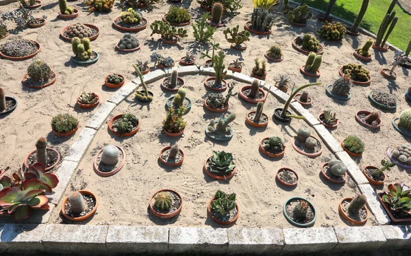 Very Well Kept Garden Sandy Soil Succulents Cacti Many Types — Foto Stock