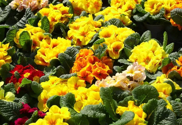 Fundo Flores Prímulas Muitas Cores Para Venda Estufa Primavera — Fotografia de Stock