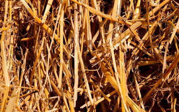 Dry Straw Hay Ideal Hay Bath Which Spa Treatment Rheumatism — Stock Photo, Image