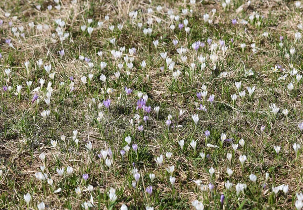 Hintergrund Der Schneeglöckchen Blumen Von Weißer Und Lila Farbe Auf — Stockfoto