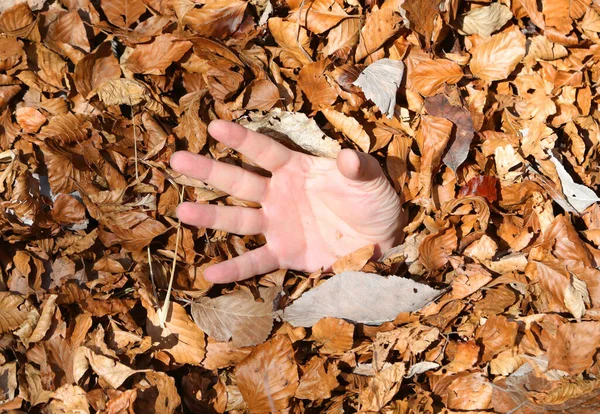 Helpless Hand Man Submerged Dry Fallen Leaves Wood — 스톡 사진
