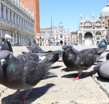 Kuzey İtalya 'da Venedik' te San Marco Meydanı 'nda şehir güvercinleri. Arka planda bazilika olan çok az insan var.