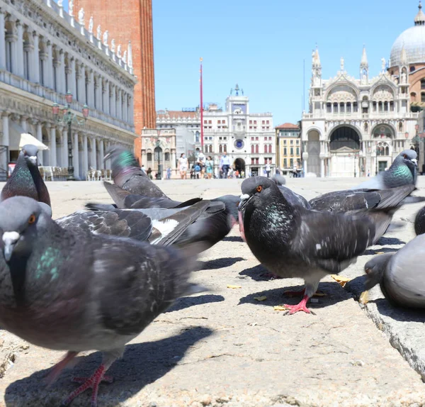 Städtische Tauben Auf Dem Markusplatz Venedig Norditalien Mit Sehr Wenigen — Stockfoto