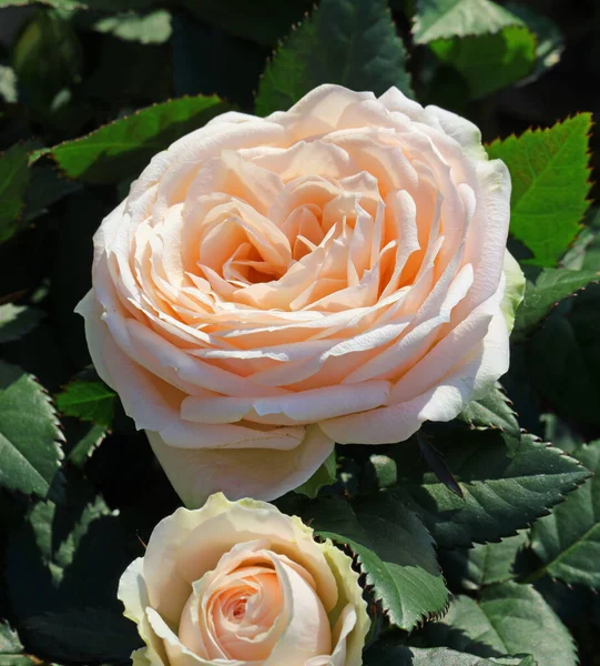 Two Roses Blossomed Spring Garden Symbol Love Harmony — Fotografia de Stock