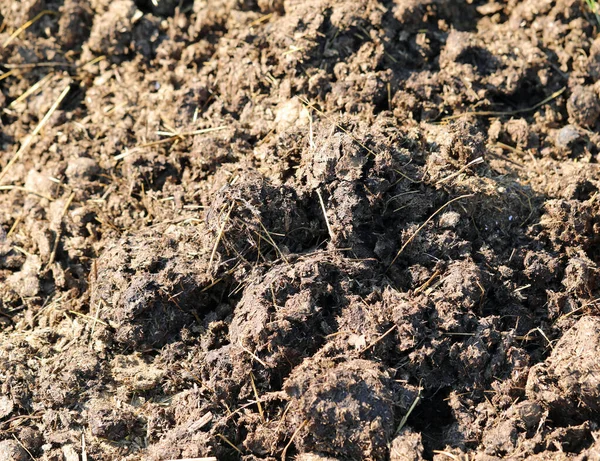 非化学系を利用して肥料を作るために畑に広がったばかりの新鮮な茶色の肥料の背景には — ストック写真