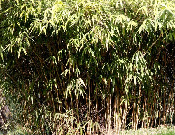 Många Bambu Stammar Tjocka Vass Och Gröna Blad Som Favorit — Stockfoto