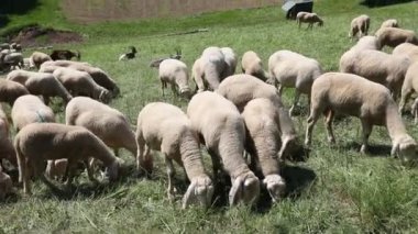 Dağdaki çayırlarda otlayan beyaz yünlü koyunlar.