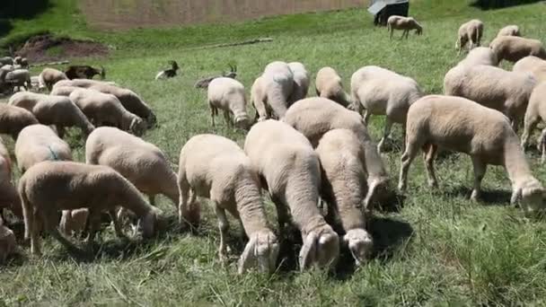 Schafe Mit Weißem Wollvlies Grasen Auf Der Bergwiese — Stockvideo