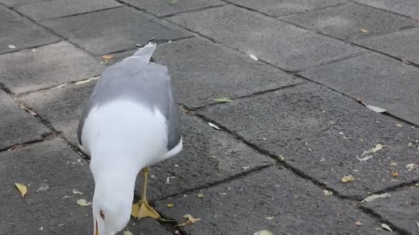 海鸥走来走去 寻找和吃面包屑 — 图库视频影像