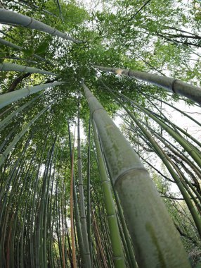 Bambu bitkilerinden oluşan uzun bir ormanın içinde. Yapraklar pandaların en sevdiği yiyecektir.