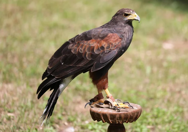 Harris Hawk Falcony Okulu Nda Tünemekte Olan Şahin Şahini Çağırır — Stok fotoğraf