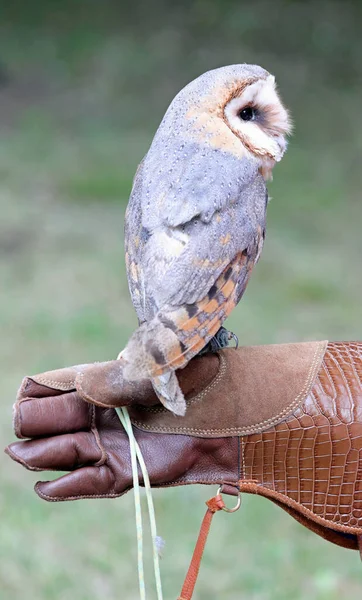 獲物の鳥訓練中に鷹の革手袋の上のバーンフクロウ — ストック写真