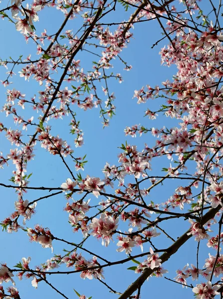 İlkbaharda ağaçta pembe şeftali çiçekleri ve arka planda mavi gökyüzü.
