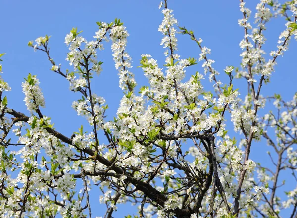 Many White Small Flowers Tree Spring Blue Sky Background — Foto de Stock