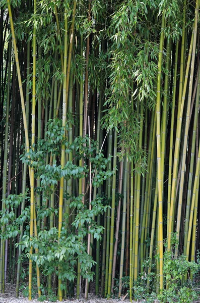 Många Blad Och Stavar Asiatisk Bambu — Stockfoto